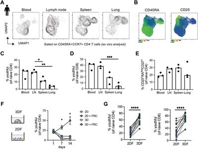 The influence of three-dimensional structure on naïve T cell homeostasis and aging